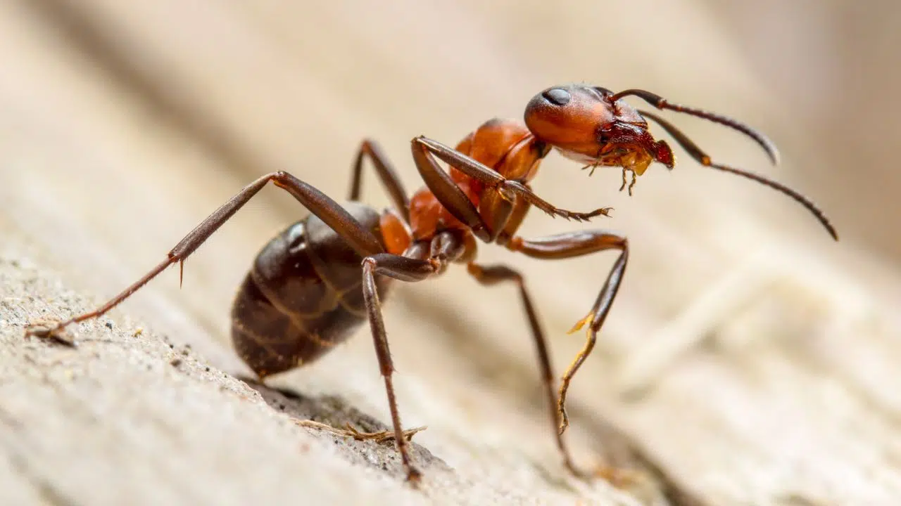 Les fourmis chirurgiennes Comment elles décident quand amputer pour éviter la mortalité Les fourmis chirurgiennes Comment elles décident quand amputer pour éviter la mortalité