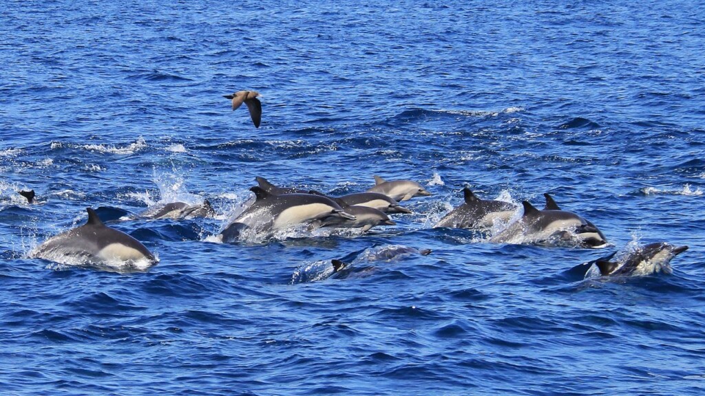 Menaces pesant sur les dauphins