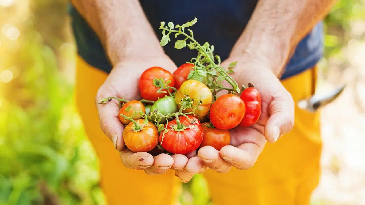 Secret des jardiniers Comment cultiver des tomates sans eau Secret des jardiniers Comment cultiver des tomates sans eau