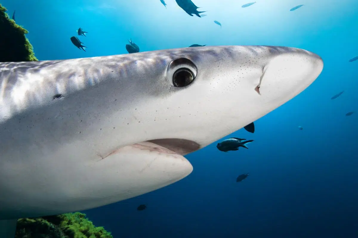 Des requins drogués dans cette mer, mais par qui et par quoi ? L'étrange découverte faite au large de ce pays d'Amérique latine interpelle