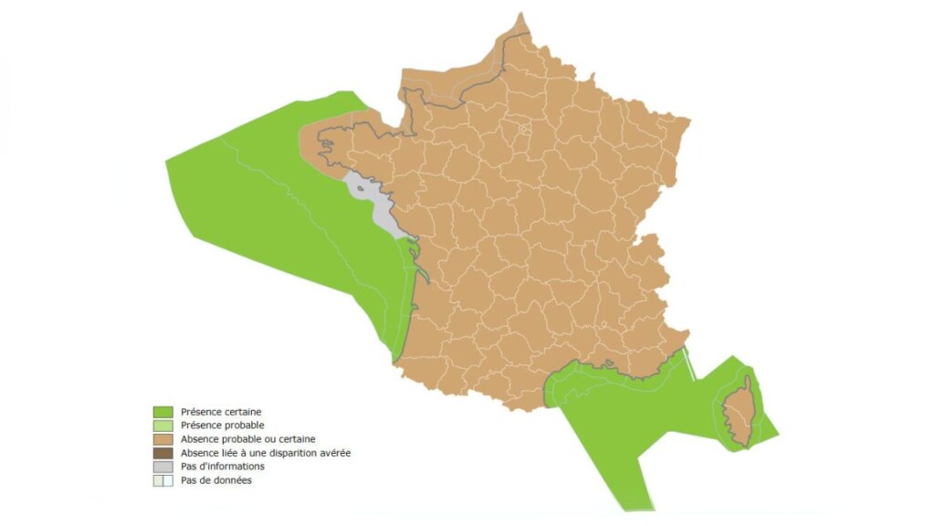 Habitat et répartition géographique du grand requin blanc