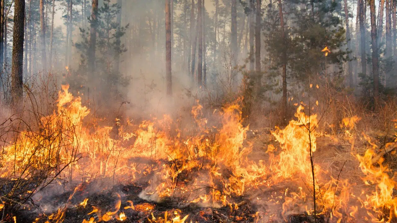 Incendies de forêt, ces deux outils qui permettent de les suivre Google Maps et Nasa Incendies de forêt, ces deux outils qui permettent de les suivre Google Maps et Nasa