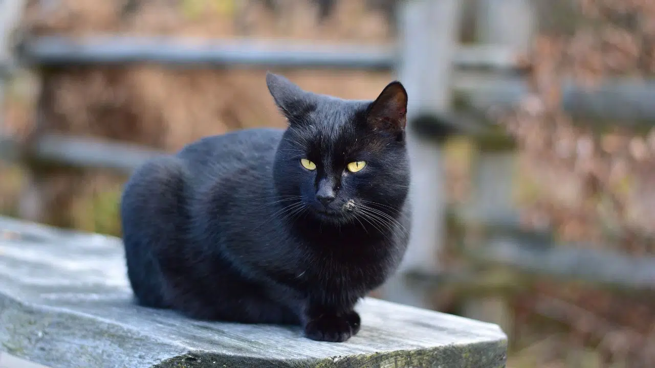 Journée internationale du chat noir le 17 Août 2024 Journée internationale du chat noir le 17 Août 2024