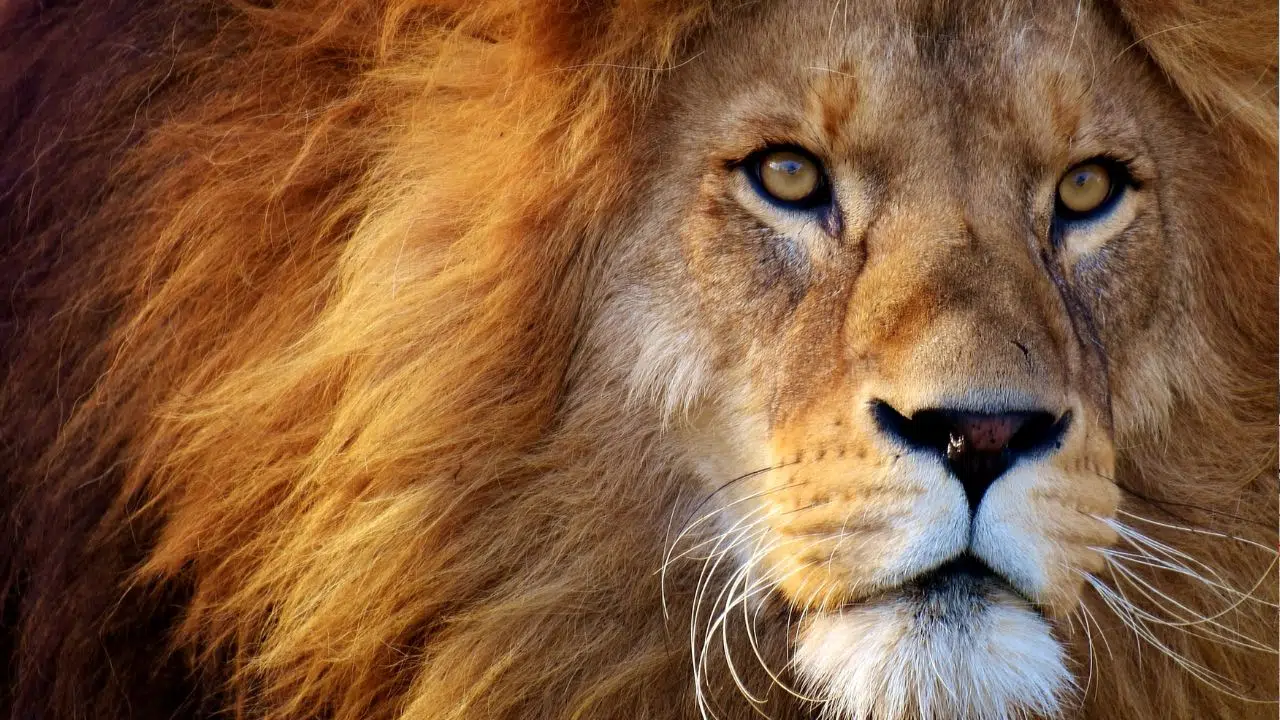 Journée mondiale du lion le 10 Août 2024 Journée mondiale du lion le 10 Août 2024