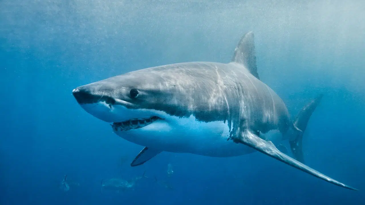 Le grand requin blanc est bien présent sur les côtes françaises en Atlantique aussi et pas seulement en Méditerranée