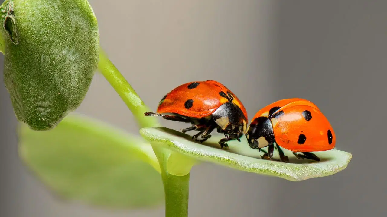 Le nombre de points sur la coccinelle correspond à l'âge ou à autre chose Le nombre de points sur la coccinelle correspond à l'âge ou à autre chose
