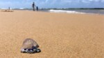 Les Physalies sont belles mais dangereuses et elles débarquent sur les côtes atlantiques Françaises