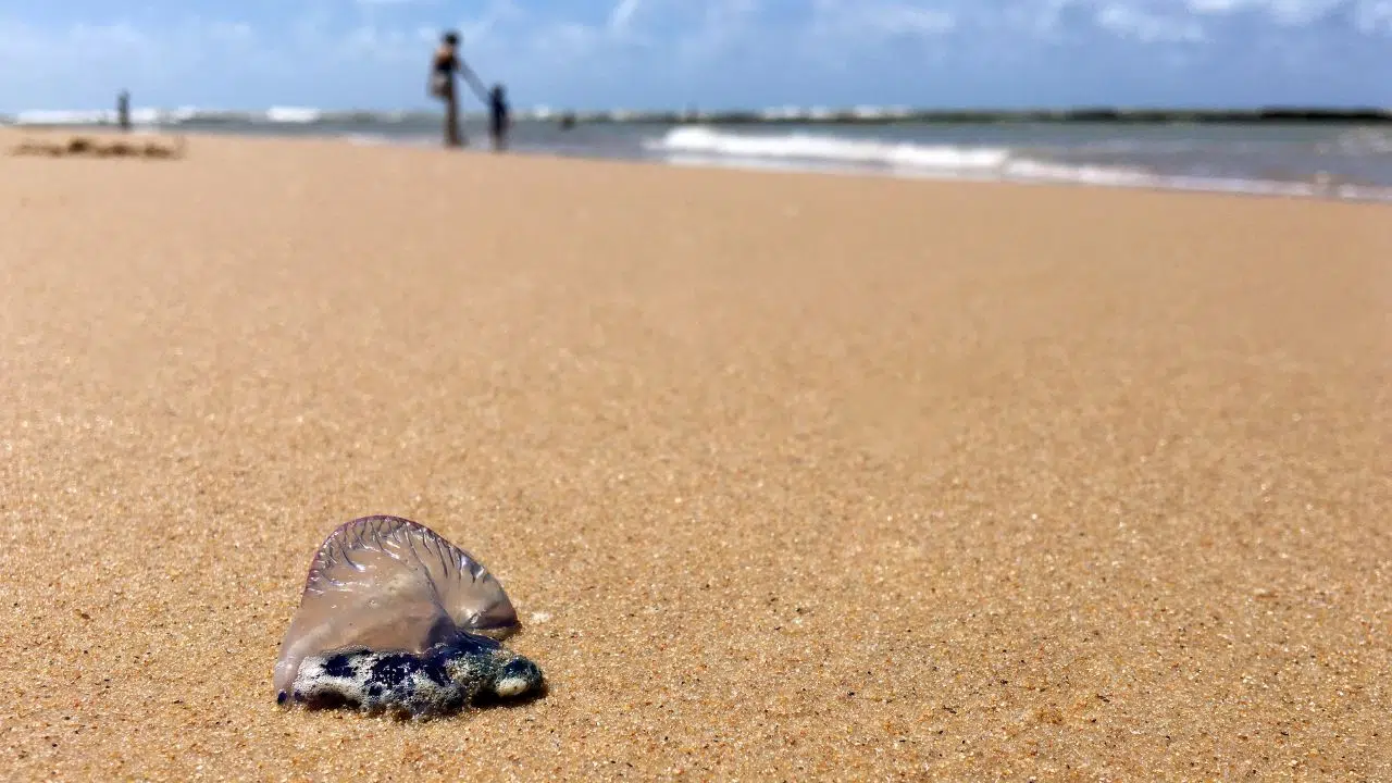 Les Physalies sont belles mais dangereuses et elles débarquent sur les côtes atlantiques Françaises Les Physalies sont belles mais dangereuses et elles débarquent sur les côtes atlantiques Françaises