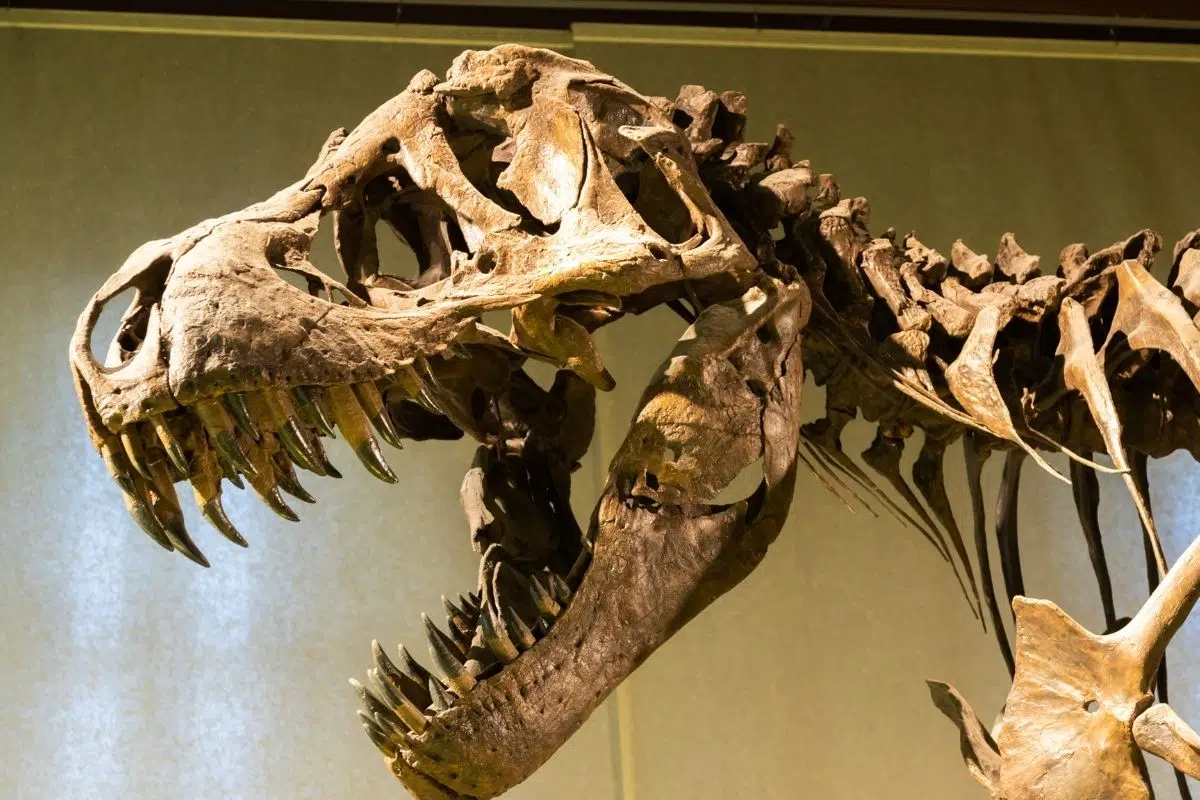 Les chercheurs savent ENFIN ce qui a réellement causé l'extinction des dinosaures Les chercheurs savent ENFIN ce qui a réellement causé l'extinction des dinosaures