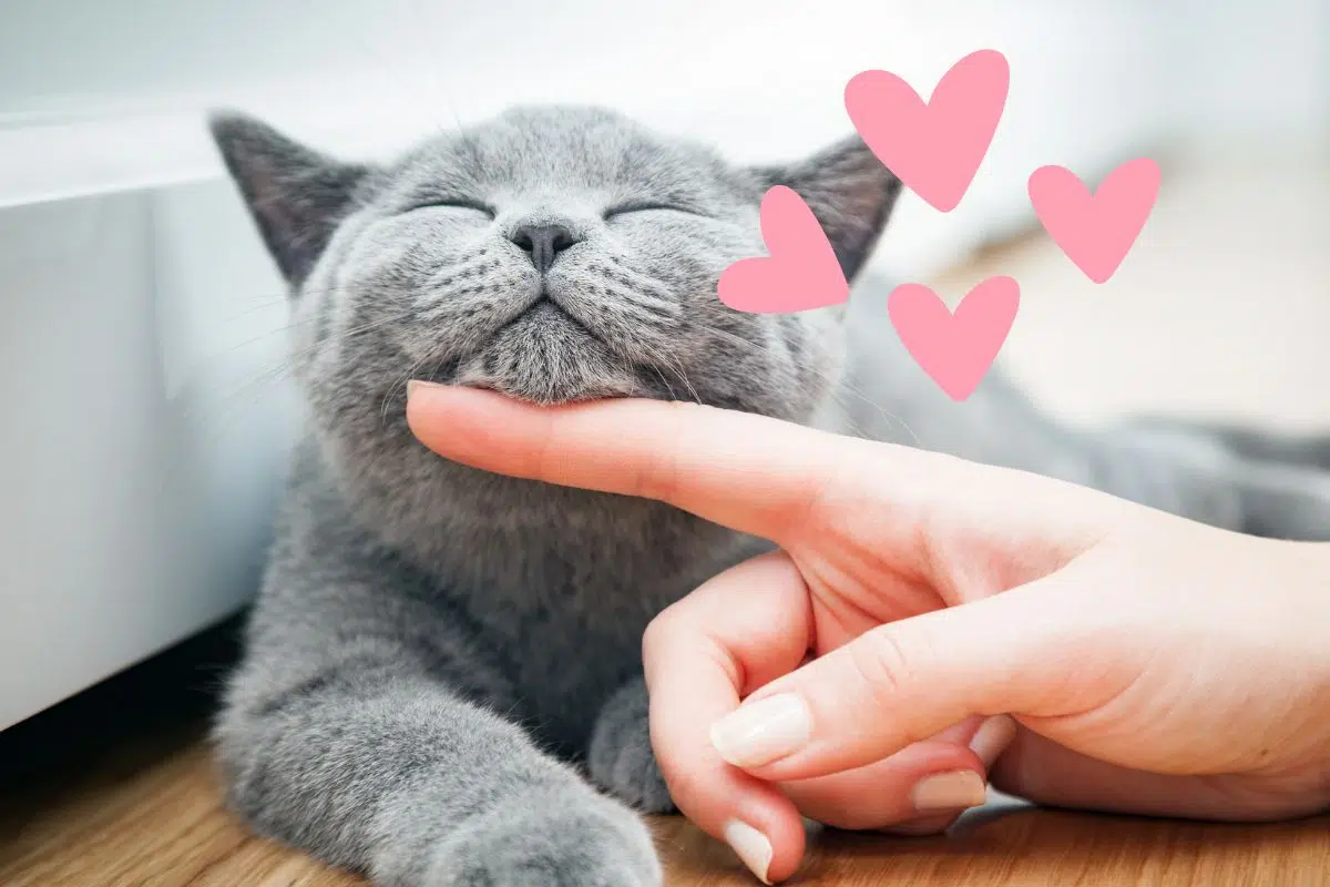 Journée Mondiale du Chat : Le 8 aout 2024 Journée Mondiale du Chat : Le 8 aout 2024