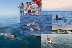 C'est l'un des derniers endroits en France où vous pourrez observer plus de 30 espèces dauphins et de baleines dans leur milieu naturel et ce n'est même pas dans les îles