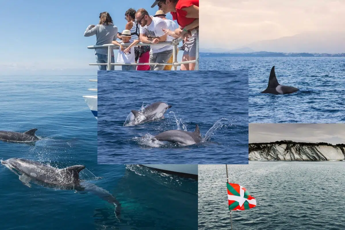 C'est l'un des derniers endroits en France où vous pourrez observer plus de 30 espèces dauphins et de baleines dans leur milieu naturel et ce n'est même pas dans les îles C'est l'un des derniers endroits en France où vous pourrez observer plus de 30 espèces dauphins et de baleines dans leur milieu naturel et ce n'est même pas dans les îles