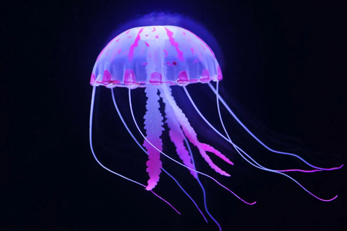 Cette région française connait une invasion de méduses bleues d'une ampleur inédite ! Voilà comment vous baigner en toute sécurité Cette région française connait une invasion de méduses bleues d'une ampleur inédite ! Voilà comment vous baigner en toute sécurité