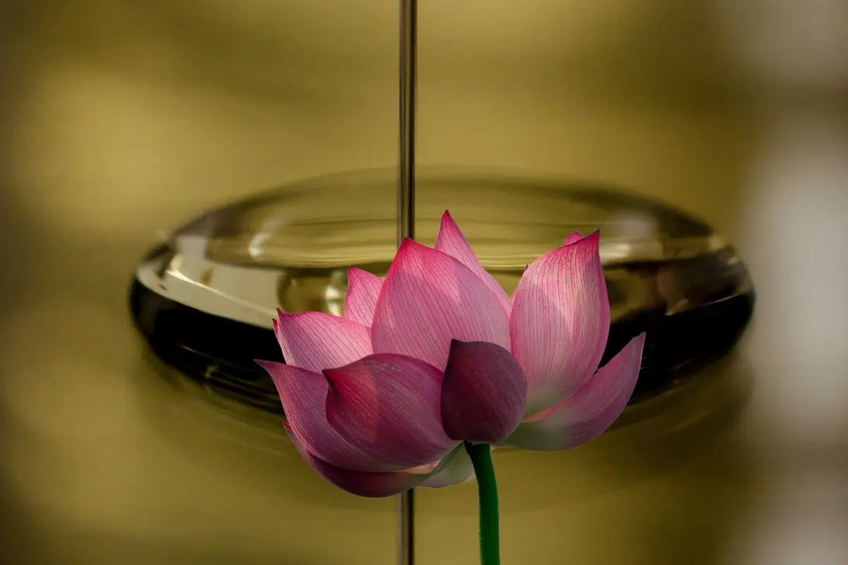 Cette fleur bien connue a permis aux scientifiques de créer un réacteur qui pompe le CO2 pour en faire des éléments utiles à l'homme