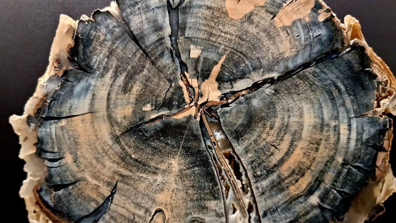 Cette découverte d'un tronc de bois vieux de 3 775 ans pourrait permettre de réduire les émissions de dioxyde de carbone Cette découverte d'un tronc de bois vieux de 3 775 ans pourrait permettre de réduire les émissions de dioxyde de carbone