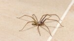 Comment gardez les araignées loin de chez vous des stratégies naturelles et éprouvées