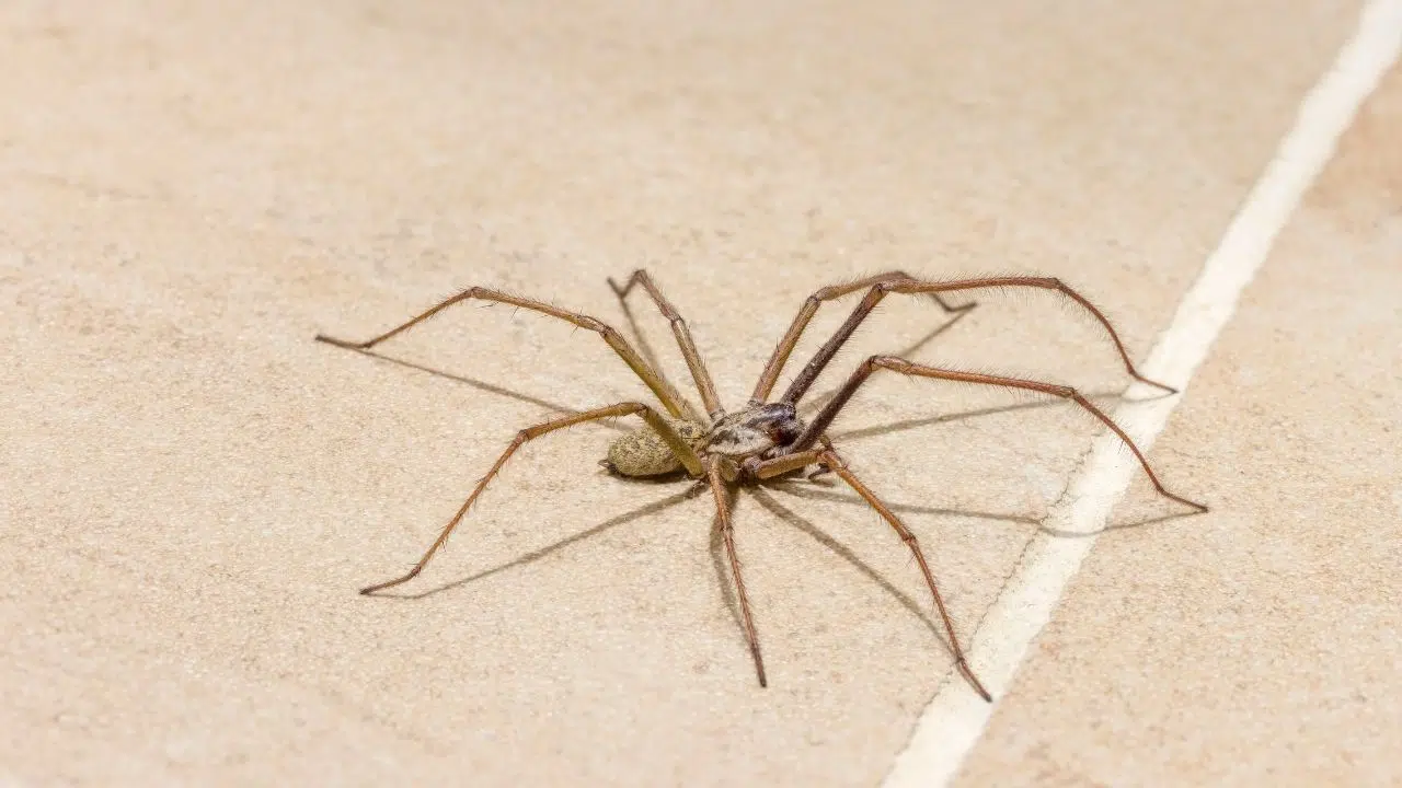 Comment gardez les araignées loin de chez vous des stratégies naturelles et éprouvées Comment gardez les araignées loin de chez vous des stratégies naturelles et éprouvées