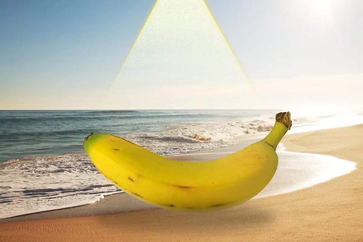 La banane peut-elle sauver le monde ? Pas vraiment mais cette découverte va quand même favoriser une industrie plus respectueuse de l'environnement