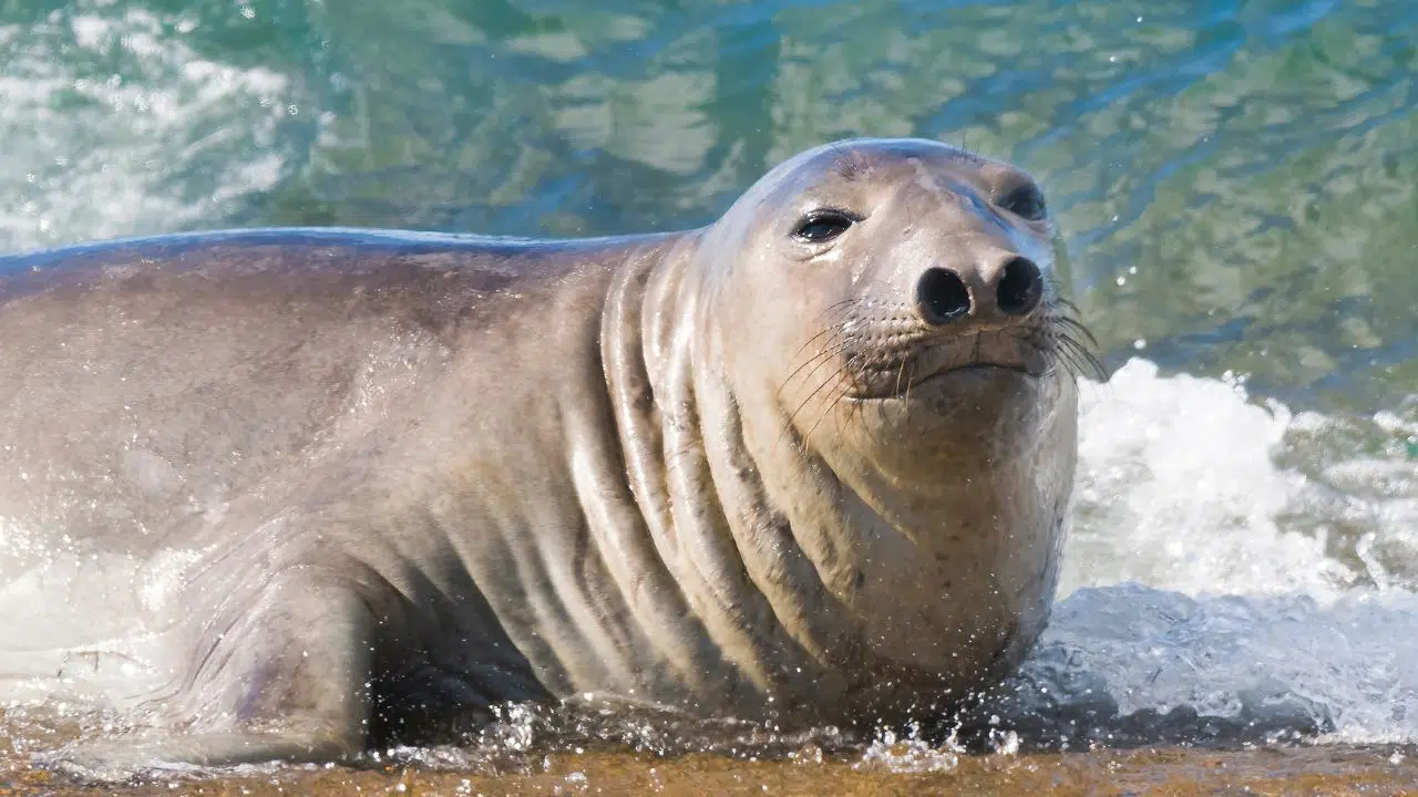 Incroyable retour des éléphants de mer De 25 à 225 000 Incroyable retour des éléphants de mer De 25 à 225 000