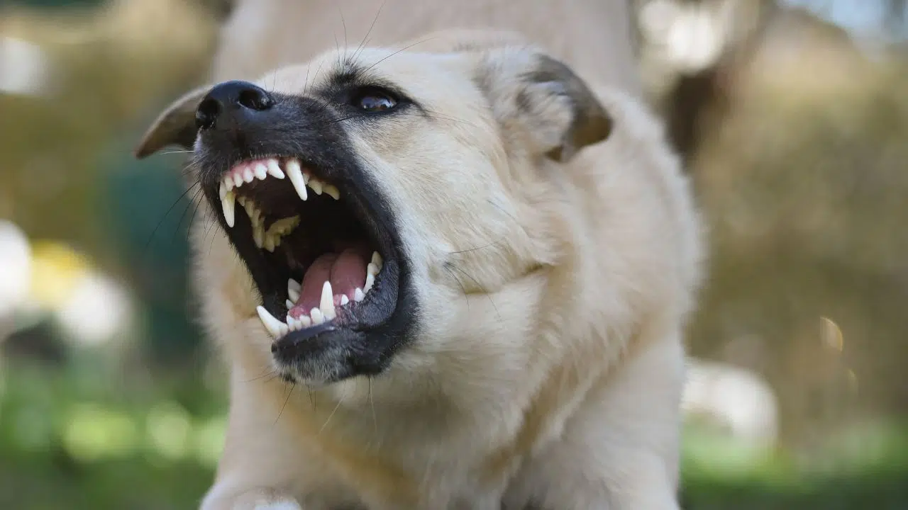 La journée mondiale contre la rage 2024 Un combat global pour la prévention La journée mondiale contre la rage 2024 Un combat global pour la prévention