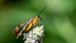 La mouche scorpion Un mystère volant en France