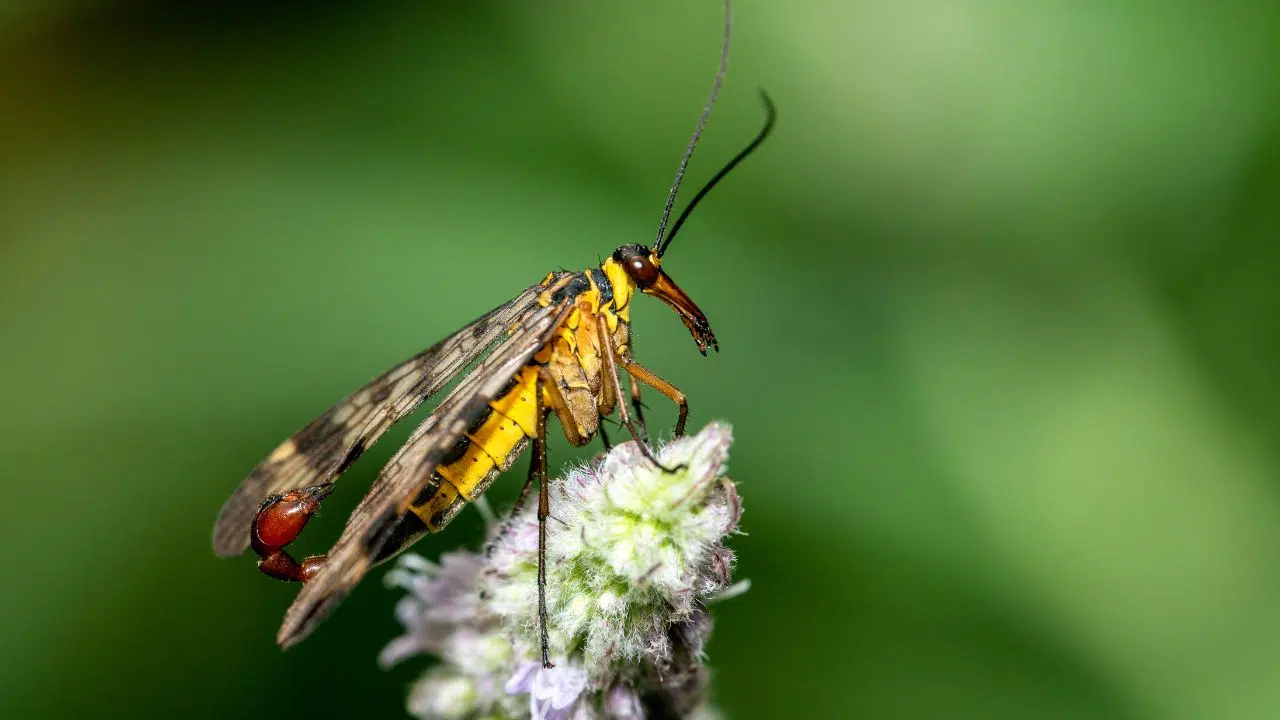 La mouche scorpion Un mystère volant en France La mouche scorpion Un mystère volant en France