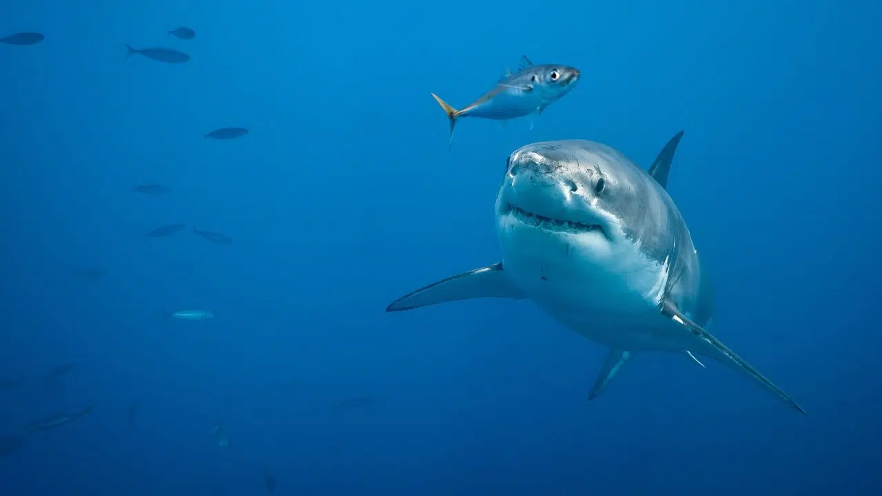 Surveillance des requins blancs sur les plages Un projet innovant à l'aide de drones Surveillance des requins blancs sur les plages Un projet innovant à l'aide de drones