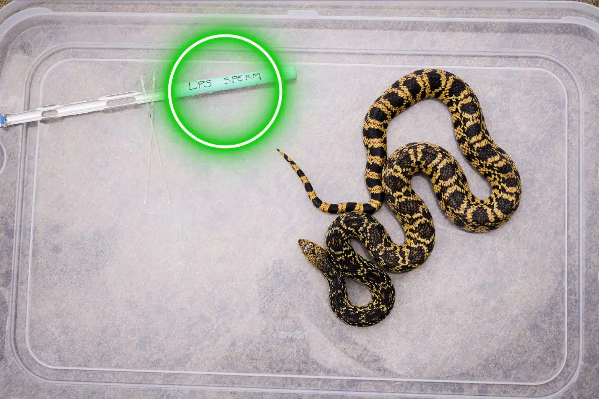 Cette technique inédite pourrait sauver toutes les espèces menacées de l'extinction… Du moins temporairement Cette technique inédite pourrait sauver toutes les espèces menacées de l'extinction… Du moins temporairement