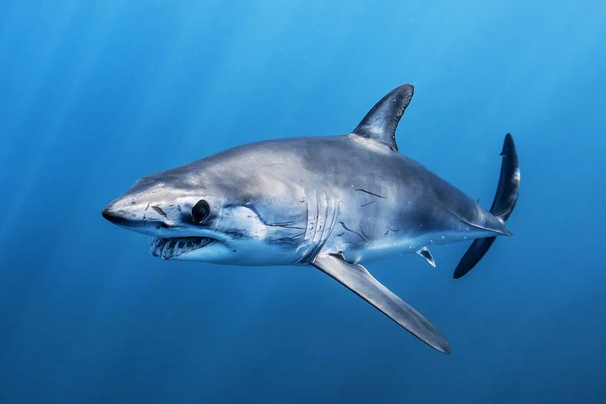 Par quoi ce requin de 2,2 mètres et 130 kilos a-t-il pu être attaqué ? 2 suspects identifiés par la science Par quoi ce requin de 2,2 mètres et 130 kilos a-t-il pu être attaqué ? 2 suspects identifiés par la science