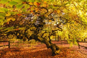 Ce site unique au monde avec ces arbres qu'on croirait sortis de Tchernobyl est à seulement 2h de Paris et la fin de l'été en révèle toute la beauté