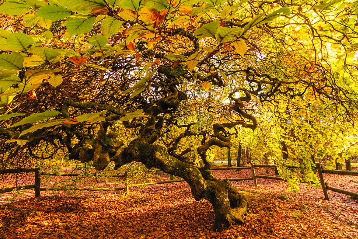 Ce site unique au monde avec ces arbres qu'on croirait sortis de Tchernobyl est à seulement 2h de Paris et la fin de l'été en révèle toute la beauté Ce site unique au monde avec ces arbres qu'on croirait sortis de Tchernobyl est à seulement 2h de Paris et la fin de l'été en révèle toute la beauté