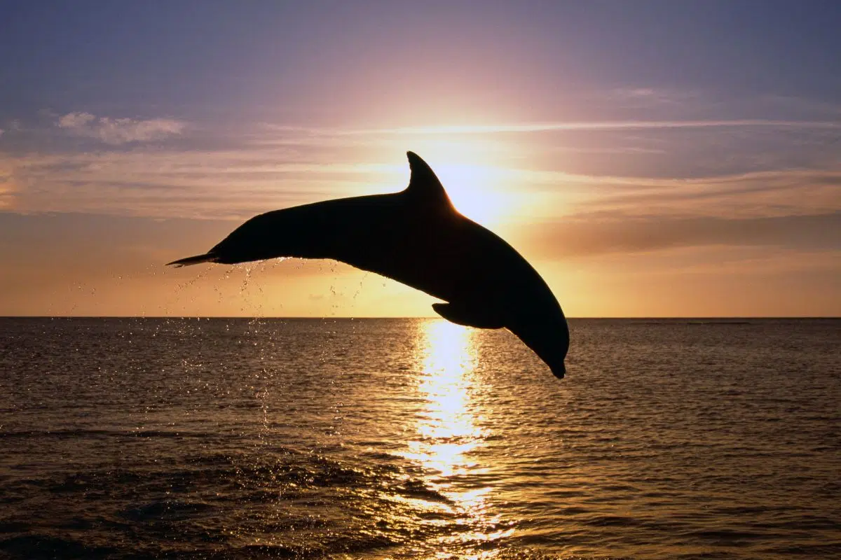 Ce dauphin fou est responsable de 45 attaques sur l'homme en 2 ans et pour une raison qui va vous arracher une larme : la solitude Ce dauphin fou est responsable de 45 attaques sur l'homme en 2 ans et pour une raison qui va vous arracher une larme : la solitude