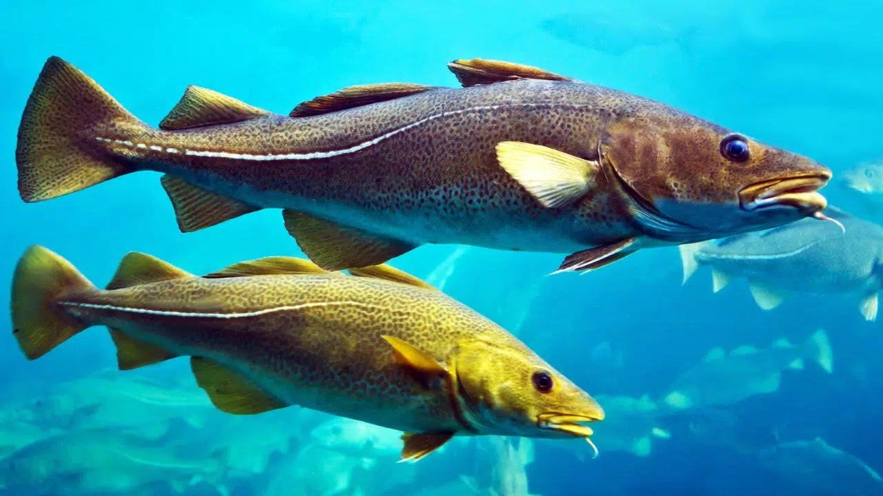 10 millions de poissons dévorés en quelques heures seulement Record de prédation jamais enregistré par les océanographes