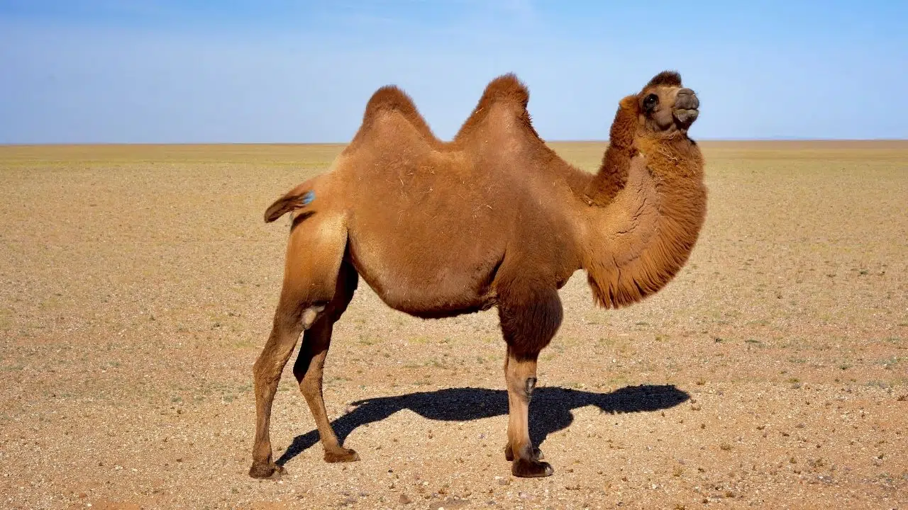 Comment se nomme le petit du chameau (Pareil pour le dromadaire)
