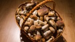 Cueillette de champignons et châtaignes Quelle sont les règles