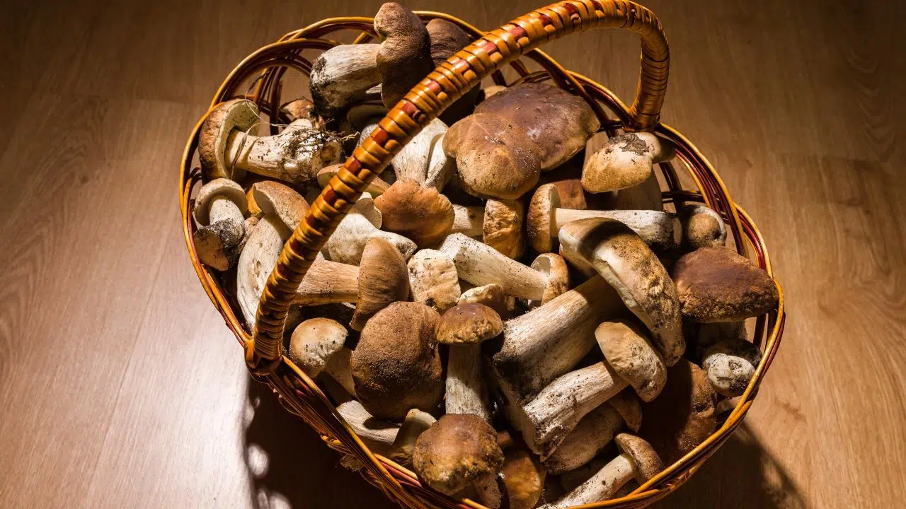 Cueillette de champignons et châtaignes Quelle sont les règles Cueillette de champignons et châtaignes Quelle sont les règles