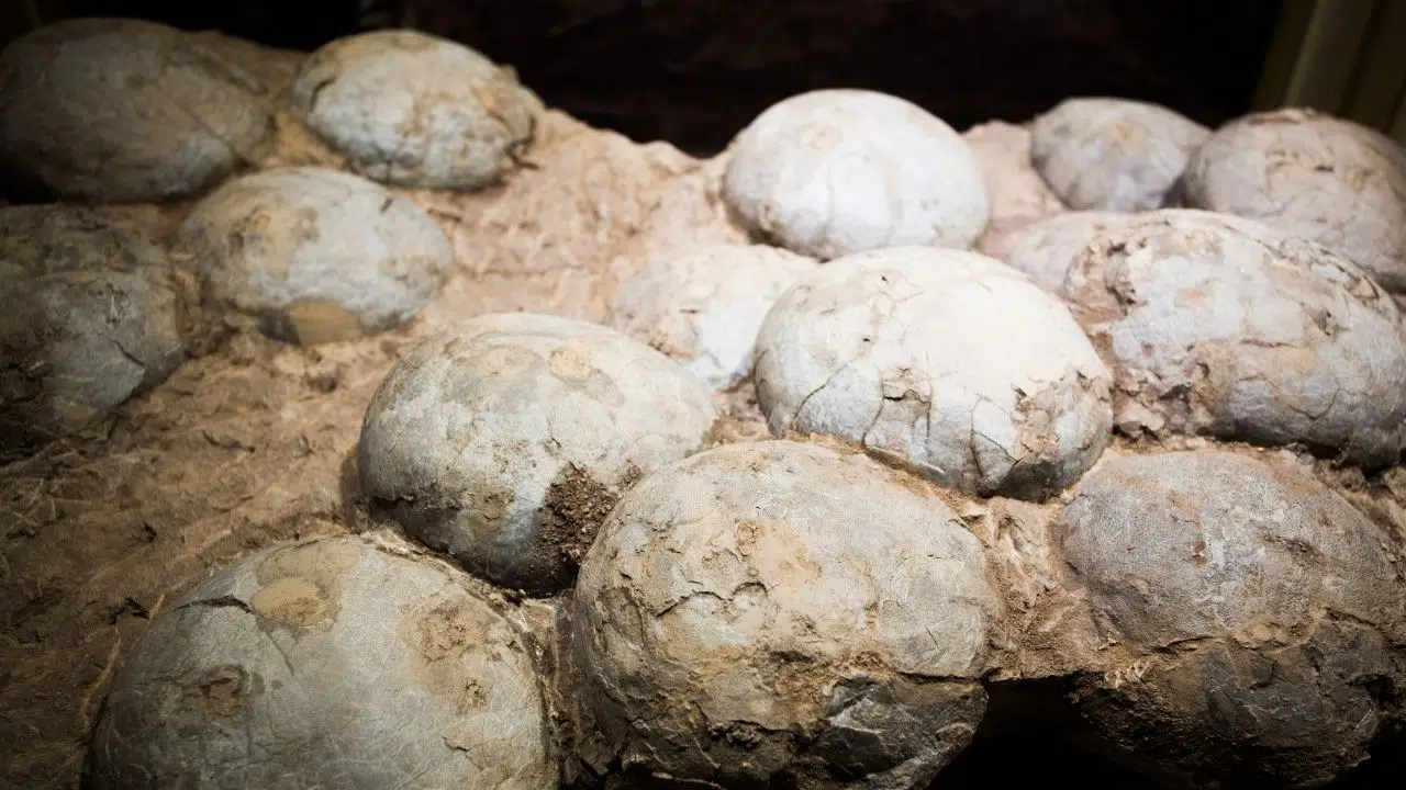 Découverte fascinante du plus petit œuf de dinosaure jamais trouvé et datant de 80 millions d'années Découverte fascinante du plus petit œuf de dinosaure jamais trouvé et datant de 80 millions d'années
