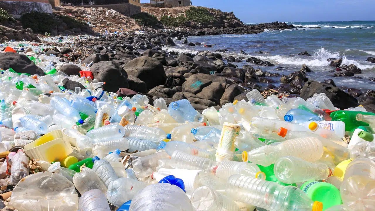 Incroyable découverte, cet animal même recouvert de microplastique est le seul à ne pas en ingérer Incroyable découverte, cet animal même recouvert de microplastique est le seul à ne pas en ingérer