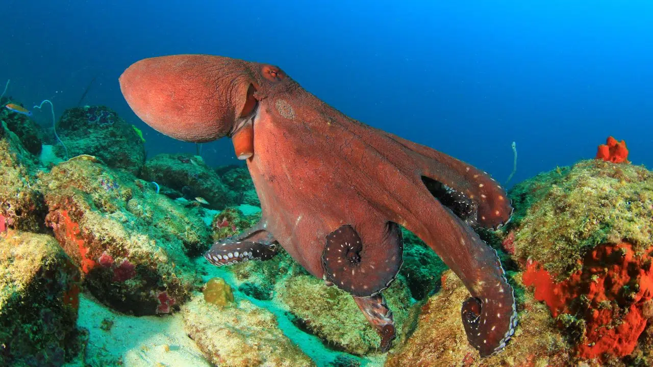 Journée internationale du poulpe 2024 Une célébration de la cognition et de la conservation