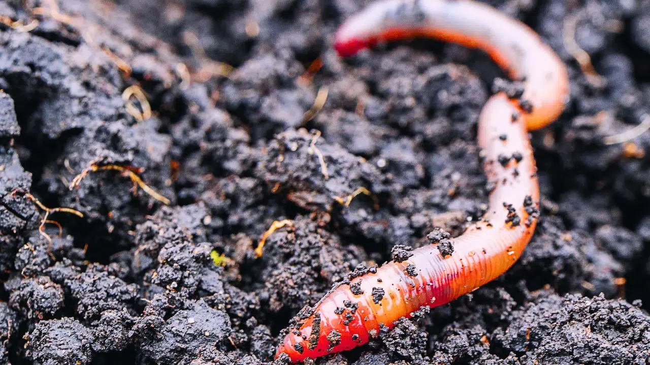 Journée mondiale des vers de terre 2024 L'importance insoupçonnée de ces ingénieurs du sol Journée mondiale des vers de terre 2024 L'importance insoupçonnée de ces ingénieurs du sol