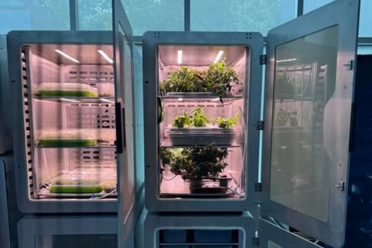 On pourrait nourrir 136 milliards d’humains avec cette découverte scientifique qui pourrait être aussi salutaire à l'humanité que l'invention des engrais