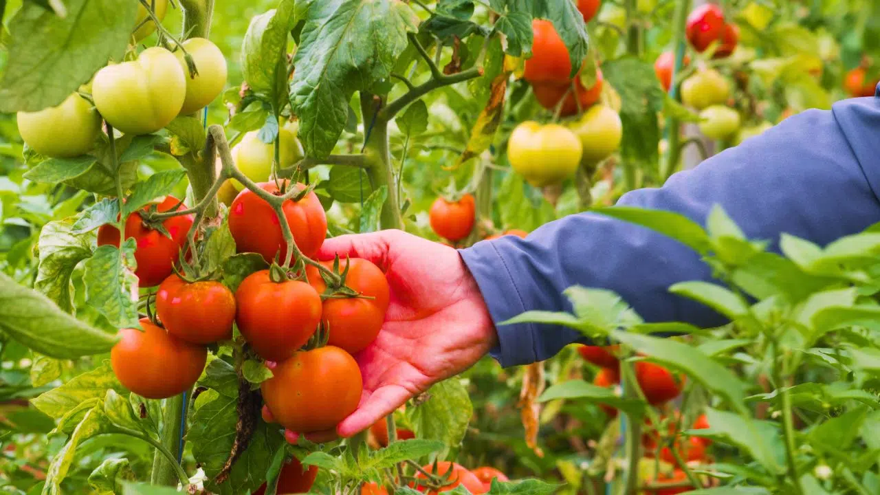 Tomates La taille des gouttelettes d'eau influence la croissance et la résistance aux ravageurs et pathogènes. Tomates La taille des gouttelettes d'eau influence la croissance et la résistance aux ravageurs et pathogènes.