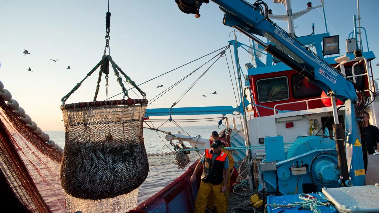 26 millions de tonnes de poissons prélevés illégalement un fléau mondial au cœur d'un rapport alarmant de la fondation de la mer