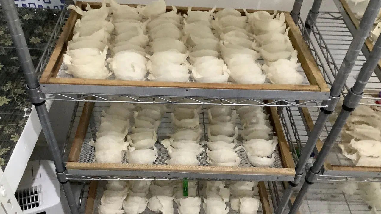 Boisson enrichie en nid d'oiseau Une nouvelle approche pour lutter contre l'hypertension Boisson enrichie en nid d'oiseau Une nouvelle approche pour lutter contre l'hypertension