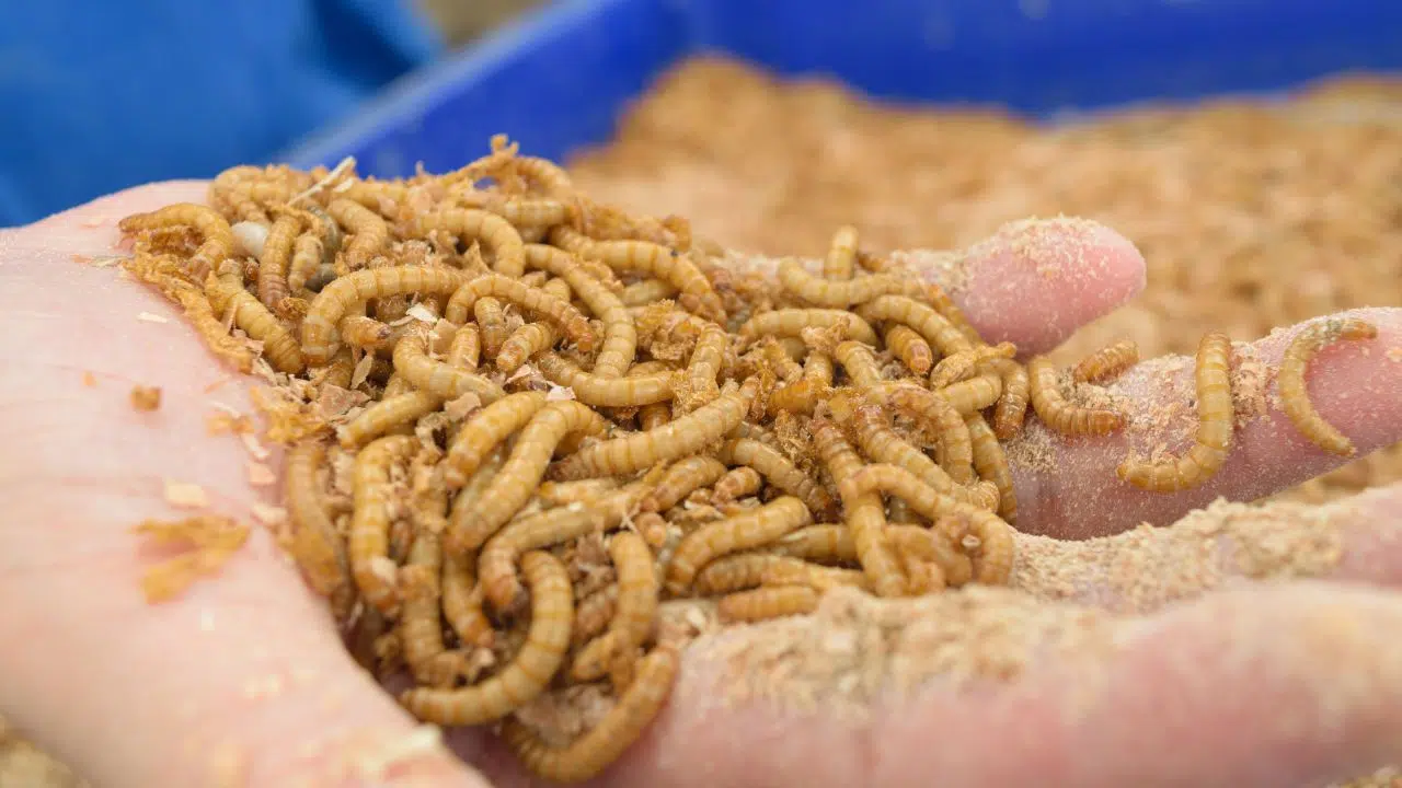 Cet insecte découvert au Kenya qui mange du plastique pourrait sauver la planète Cet insecte découvert au Kenya qui mange du plastique pourrait sauver la planète