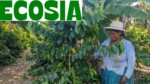 Comment Ecosia et le plus grand réseau botanique révolutionnent la reforestation mondiale