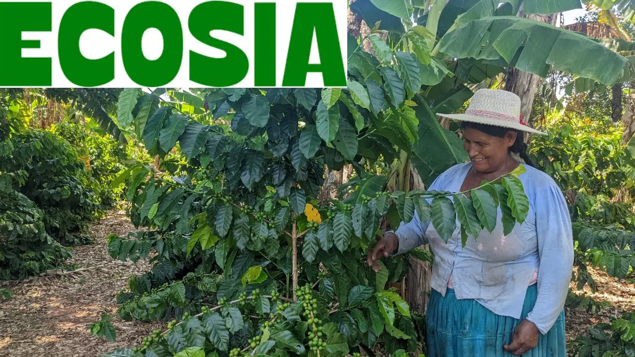 Comment Ecosia et le plus grand réseau botanique révolutionnent la reforestation mondiale Comment Ecosia et le plus grand réseau botanique révolutionnent la reforestation mondiale