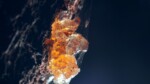 Découverte exceptionnelle d'ambre fossilisée en antarctique Cela prouve la présence d'une forêt tropicale au crétacé