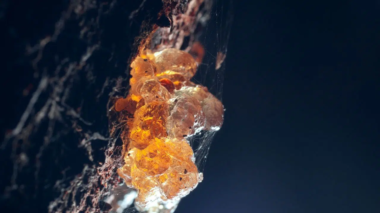 Découverte exceptionnelle d'ambre fossilisée en antarctique Cela prouve la présence d'une forêt tropicale au crétacé Découverte exceptionnelle d'ambre fossilisée en antarctique Cela prouve la présence d'une forêt tropicale au crétacé