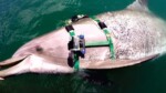 Des caméras sur des dauphins Les Images incroyables capturées par la marine américaine